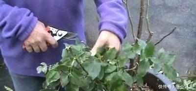 强壮|老花农说:盆栽月季花一定要注意这几点,花开一整年太幸福了!