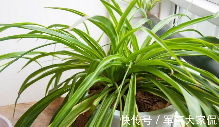 亮点|家庭养吊兰,照顾到此3点,普通绿植秒变家居“亮点”