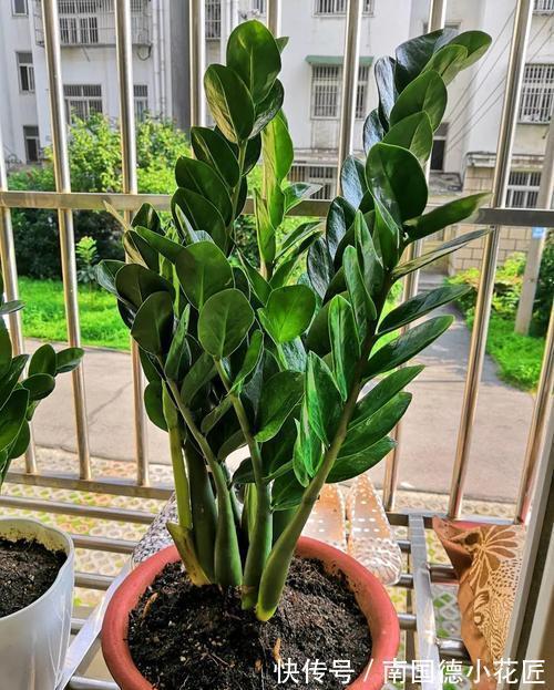 钱串子|3种花名字带“钱”寓意好,还是净化小能手,吉祥又健康