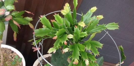 家庭养蟹爪兰,一个“小窍门”,不怕热,不怕冷,一年到头都开花