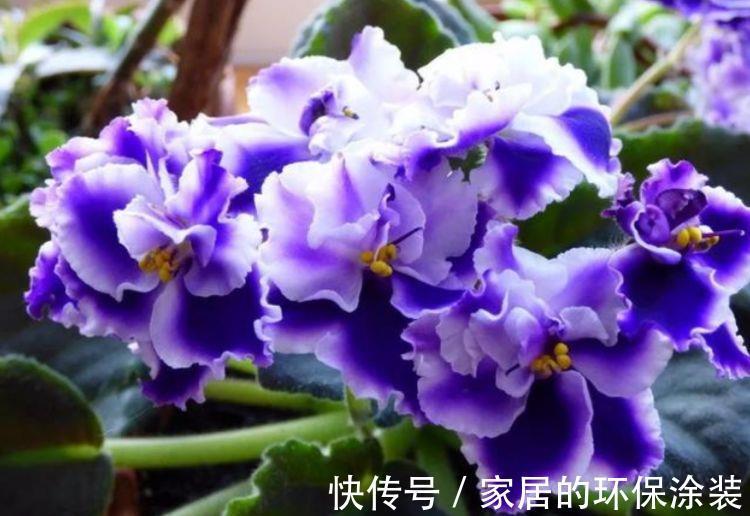 清新|农历7月19号起,最适合养这些花,花朵清新优雅,充满生机