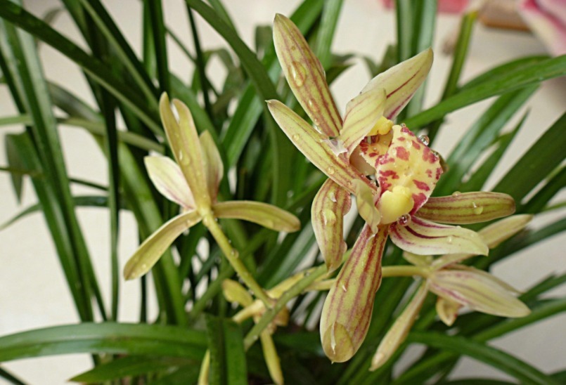 家中兰花如何“分盆”呢学会三个小方法，枝叶繁绿生根快！