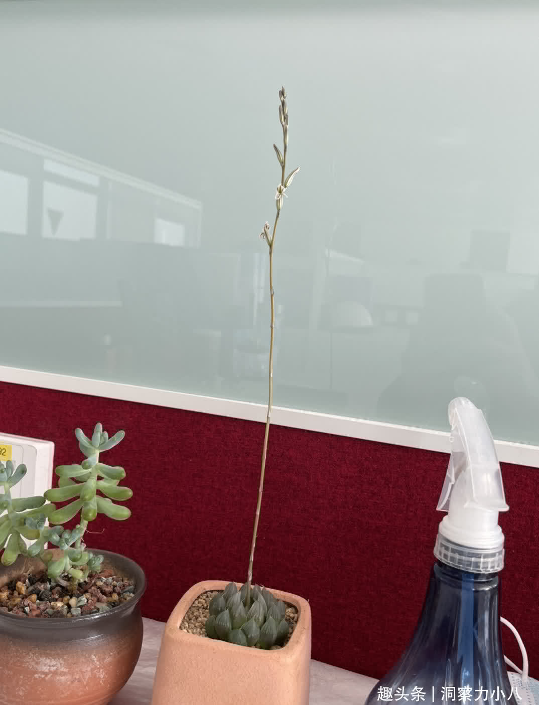 多肉入春易长“小尾巴”,别犹豫快掐掉,否则容易摊成“一张饼”