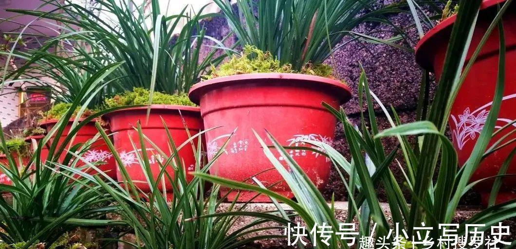 山上的兰花，也有只长苗而不开花的，你知道是什么原因吗？