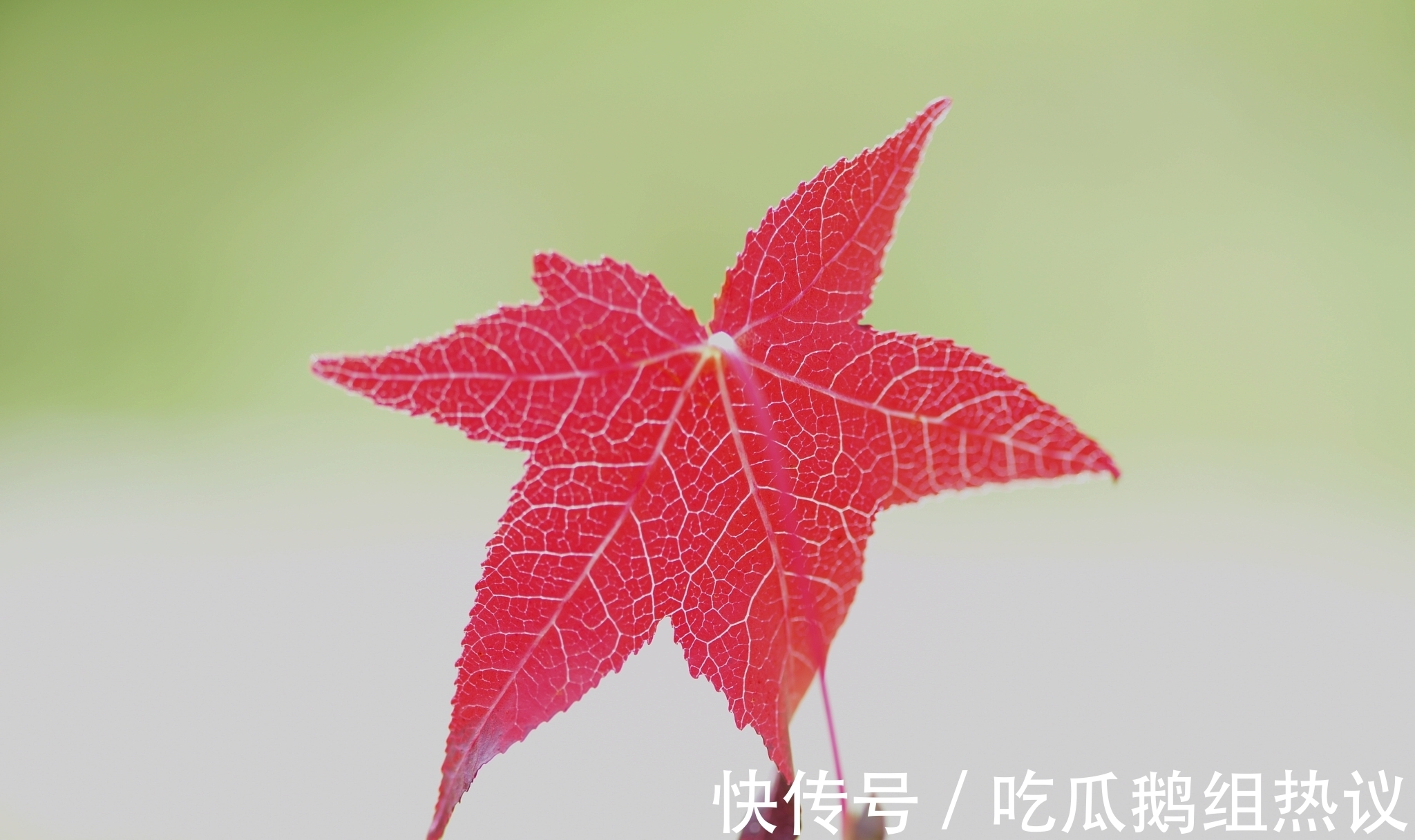 芰荷|古月寂寥潜入户,芰荷憔悴已知秋。《知秋》对联26副