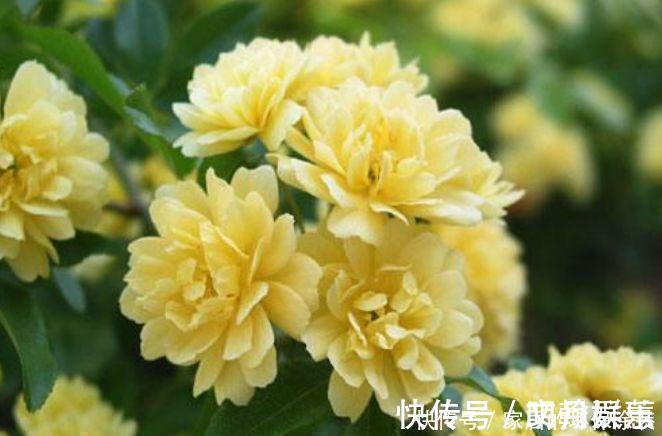 杜鹃花|4种花是花中劳模,一年四季开花不断,满屋飘香,香水钱都省了