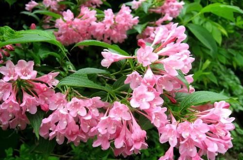  开花|3种超好养的盆栽花卉，全年开花，花多易爆盆，太美了