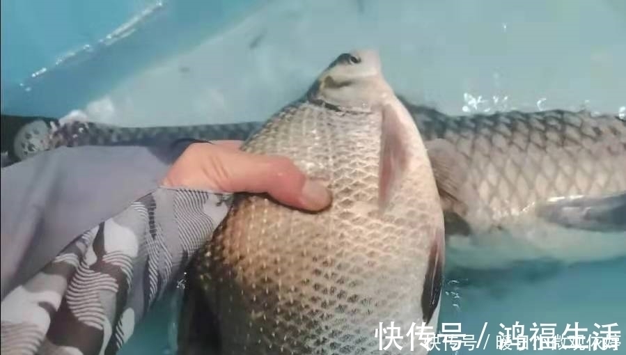 果不其然,这钓法才是“对付”鳊鱼的最佳利器,每次扬竿必有鱼!