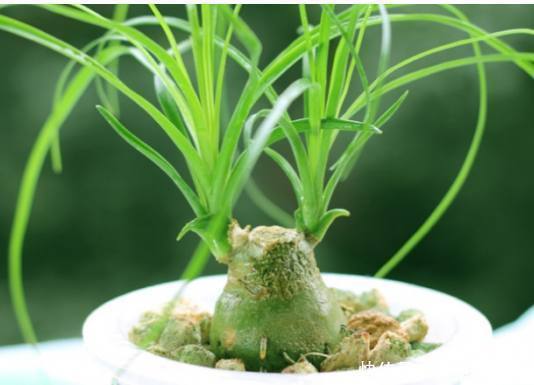 亲爱的|如果连这几种花卉都养不活，那么我劝你，不要再养别的花了！