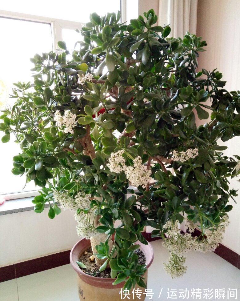 天冷需要多晒的“8种花”,有些还要“断粮少水”,不然熬不过冬