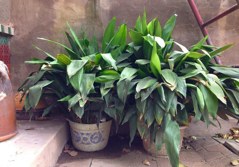 6种净化能力强的植物,第1名一叶兰,第2名芦荟,你养过哪些?