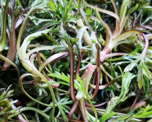 凉拌|65种野菜图片，带你认识不同的野菜和吃法，你想要的野菜这里都有