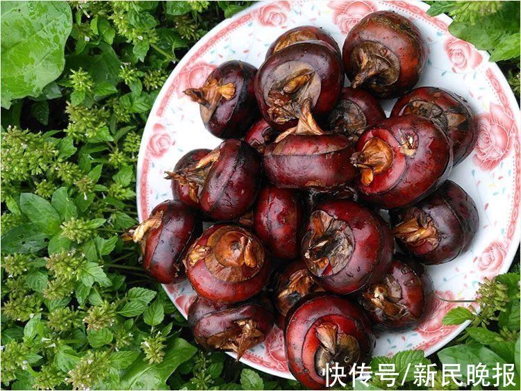 菱角|这个东西上海人都爱生吃，后果很严重！有人吃坏了肝，赶紧扩散