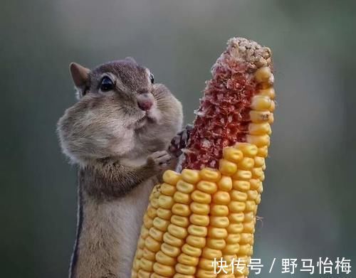 粗杂粮|吃粗粮能减肥吗?吃多少比较好?什么人不能吃?一文全读懂