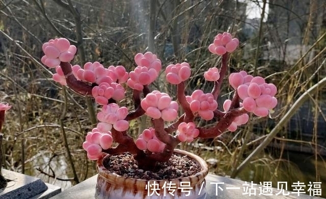 多肉植物|4种不常见却很美艳的多肉,我只养过2种,虽然贵但是不后悔
