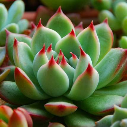 想养多肉又怕徒长选择3种不易徒长的多肉，好养又省心！