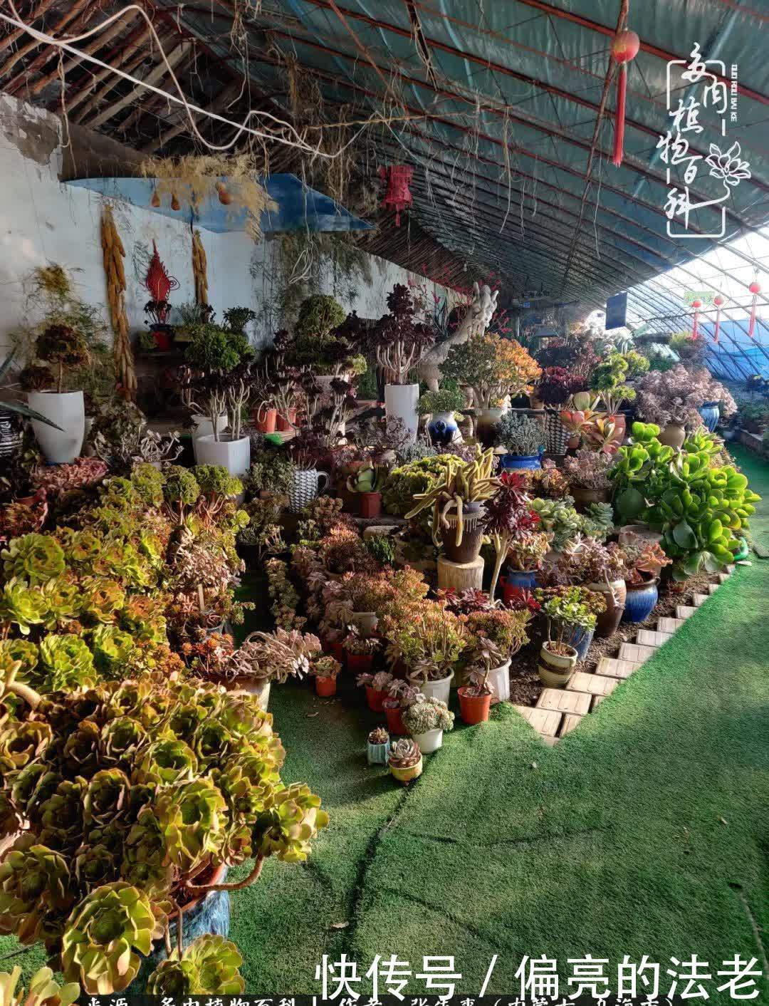 吸取教训,不断探索,英语老师的多肉碎碎念!