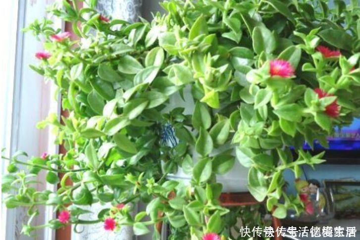 柠檬粉|阳台养这几朵花,花开不断,开花幽香暗淡,花型圆滚惹人爱