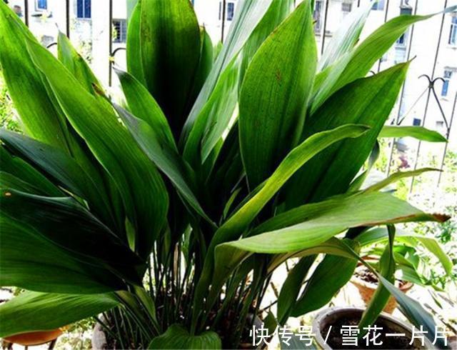 空气|10个人有9个人不喜欢“4种花”,殊不知,都是除螨、杀菌“高手”