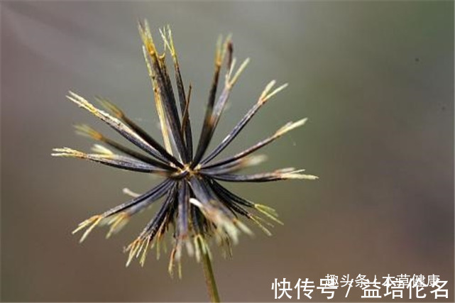 降低|路边的杂草泡水喝这六大功效，营养价值堪比人参，现在城里很少