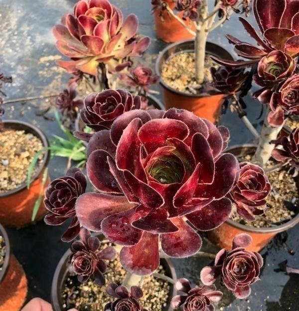 公认老桩最漂亮的多肉，紫乐未上榜，这3种普货名列前三！