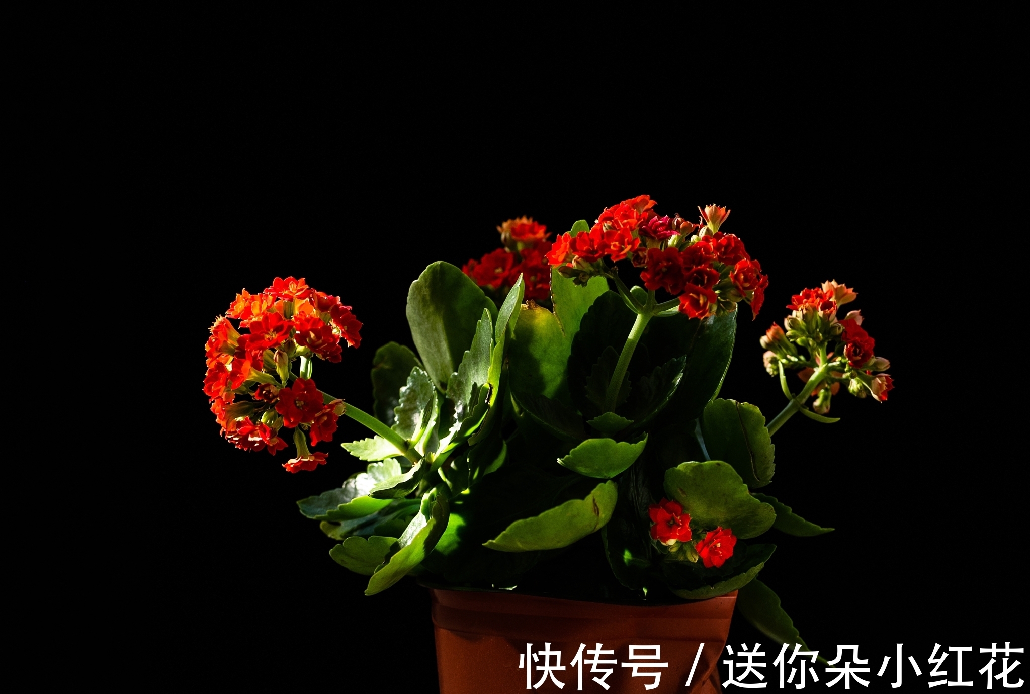 花草在精不在多!秋冬备齐这“3种”,每天都能有花欣赏