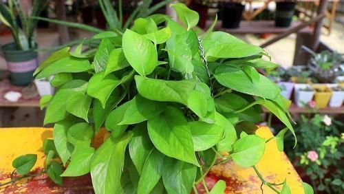 兰花|养花“达人”的“4不”规则,你知道吗?早点落实早受益