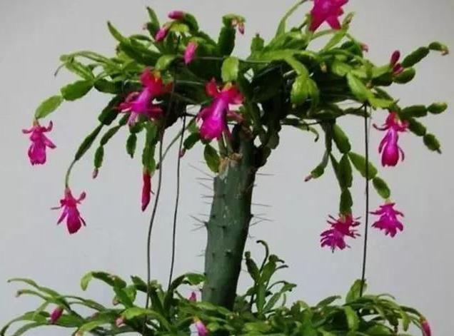 休眠|蟹爪兰掉成“无爪虾”，就是夏天做错“一件事”，还不赶紧改正