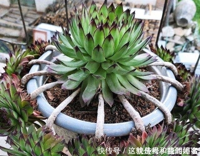 大饼|多肉观音莲，最爱“吃大饼”，一摊一大张，一个夏天都犯愁