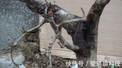 风吹石|公公山上捡了个老树桩,养了几年长成盆景,邻居看见想高价收购!