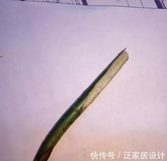 养月季,学会这个小动作,月季轻松长成树,花开满枝