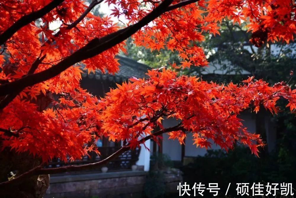 杜牧#杜牧最美的一首诗,将秋天写得特妙,千古以来竞相传唱