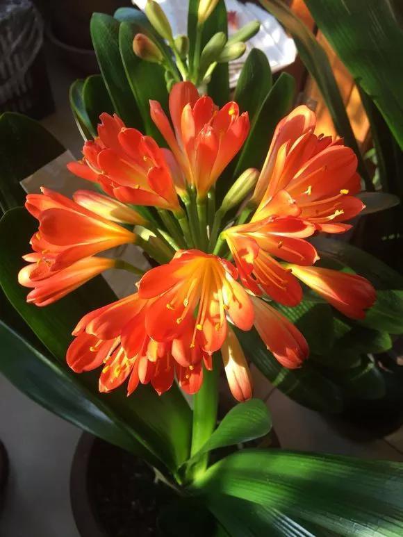 氮肥|君子兰长得太慢学几招,叶子猛长花开不断,美翻天!