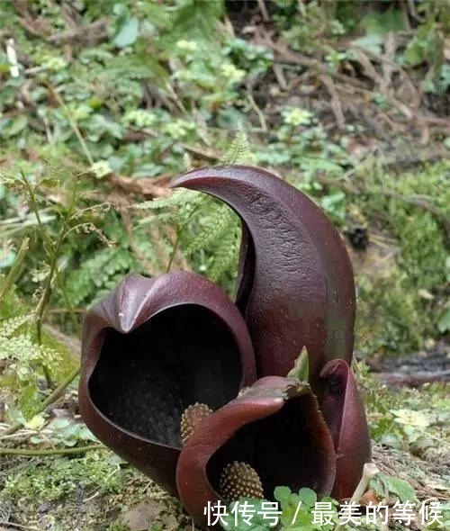 奇花、奇花、奇花、罕见奇花,赶快打开欣赏吧