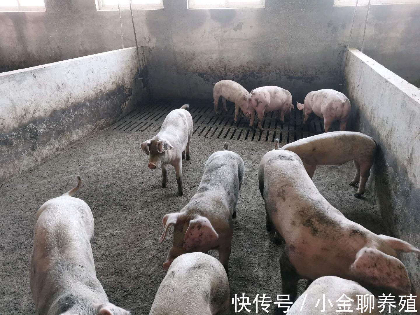 拉稀|猪拉水样腹泻怎么治疗?大猪水样腹泻怎么办?这里有好方法