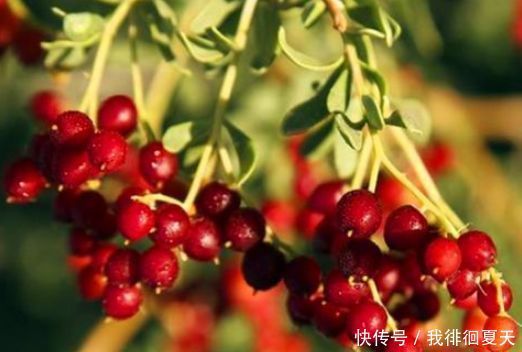 女性离不开的3种食物，坚持每天吃一些，补血养颜、滋补身体