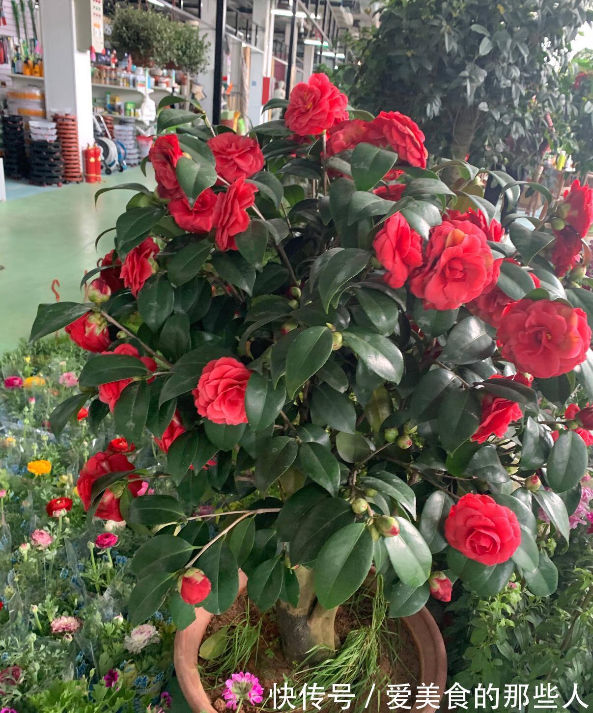 3种花,真的不怕寒冷,零度也能开花、很灿烂花很多特别美