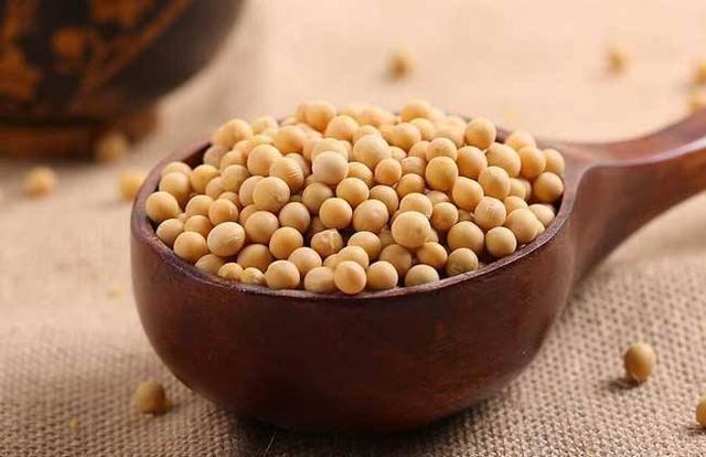 君子兰|几颗“黄金豆”埋盆里,君子兰花朵大叶片绿,妈妈真会养花!