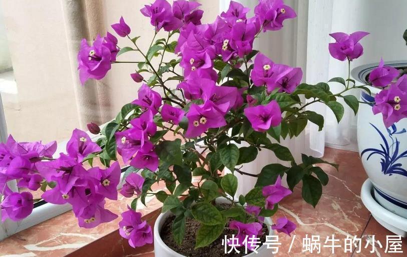 花友们|如何给三角梅控水，让它成为当之无愧的“开花机器”？