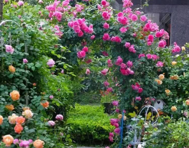 4种花好养又漂亮，养上一盆，高端大气上档次，花朵烂漫迷人