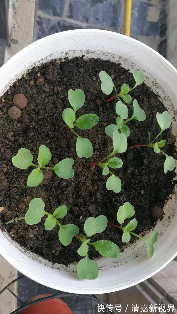 养花|3种“水果”蔬菜,阳台就能种,青脆爽口,老人小孩都爱吃!