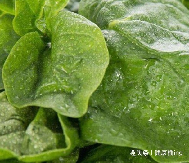 长寿|人到中年想长寿,推荐常吃4种野菜,滋阴润肺,降压降脂,好处多