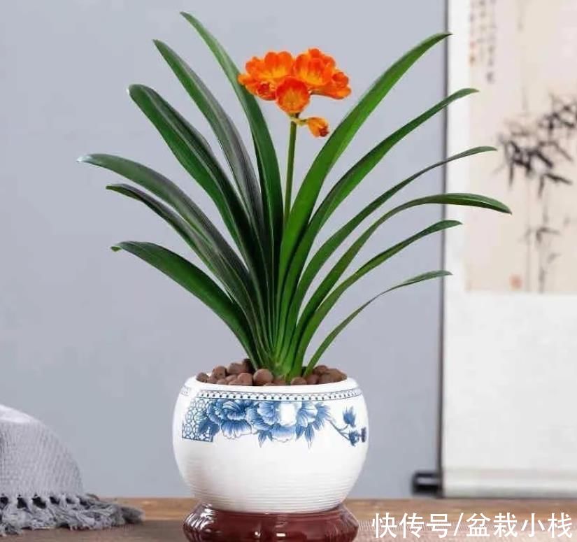  芳香|爱生活的人，家里在养4种花，鲜艳美丽芳香怡人