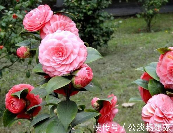 茶花换盆有“方法”,做好“几点”,叶子不脱落,7天就开始长根