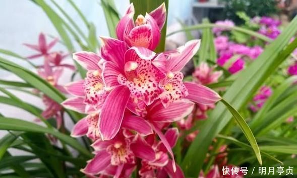 浇水|给兰花浇水,别碰3个“雷区”,一个不小心,叶子全黄、不开花