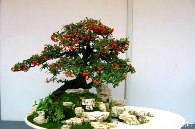 养花|大爷用石头、盘子来养花,布局造景,这就是山水盆景的魅力!