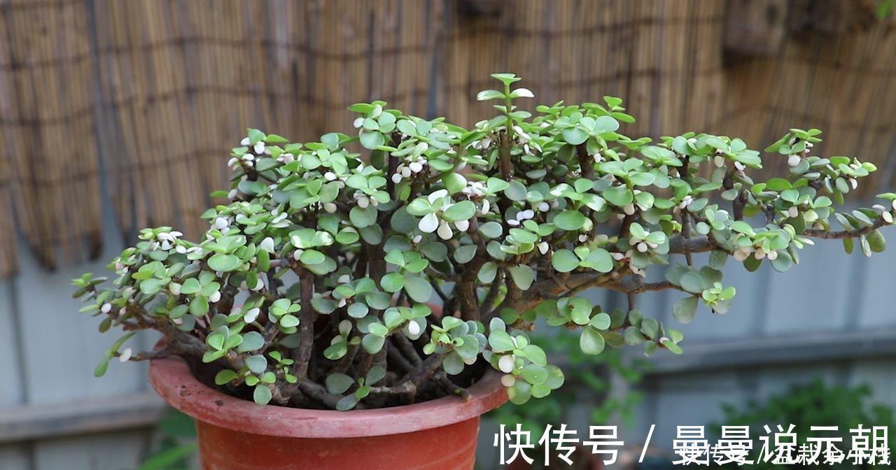 枝条|扦插金枝玉叶，用1招，长根快，成活率高达99%