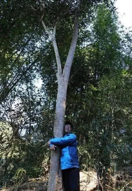 茶树|野茶到底是什么茶？你喝到的可能根本不是茶