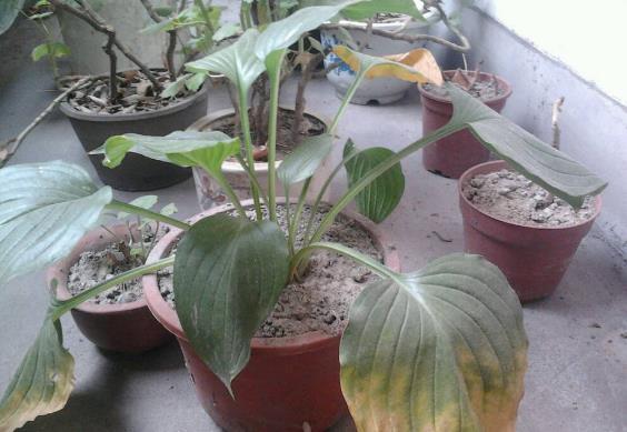 养花该不该换盆，期间又该注意哪些事项？你学会了没？