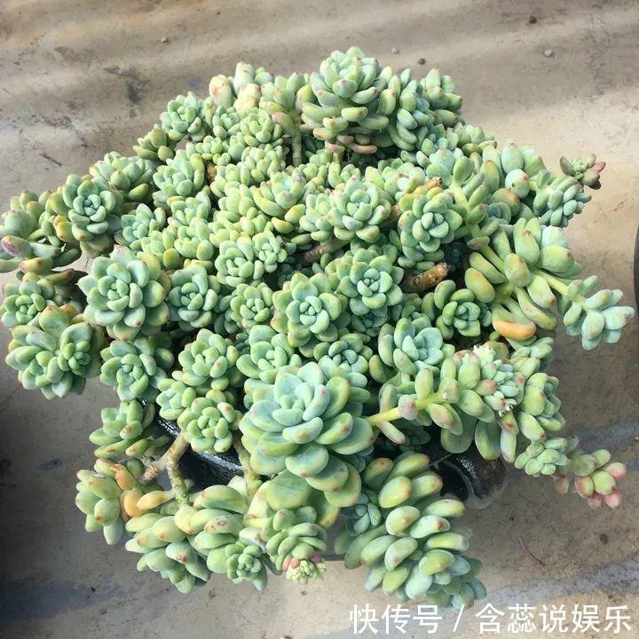 坛子|他用菜坛子种多肉,1分不花,呼呼长成“大米饭”!